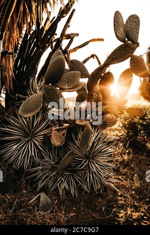 Vertikale Aufnahme eines großen segmentierten Kaktus in der Wüste Stockfoto