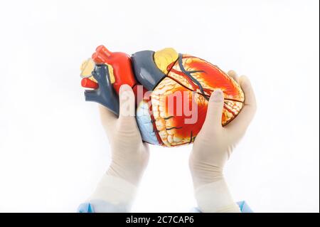 Ein Modell eines menschlichen Herzens, das von weiblichen Händen in sterilen Handschuhen gehalten wird Stockfoto