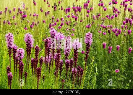 Gemischte lila Blüten im juli Garten Liatris Dalea Danse lodernd Stern Stockfoto