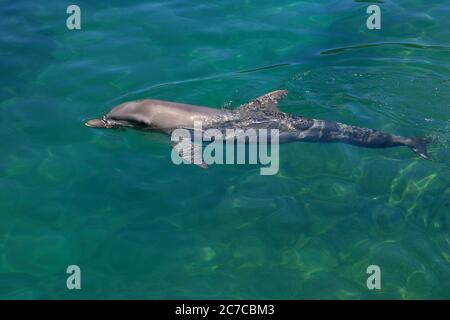 Ein an der Küste flaschennasiger Delfin bricht die Oberfläche in den flachen Gewässern einer Mündung in der Karibik. Costa Maya. Mexiko. Stockfoto