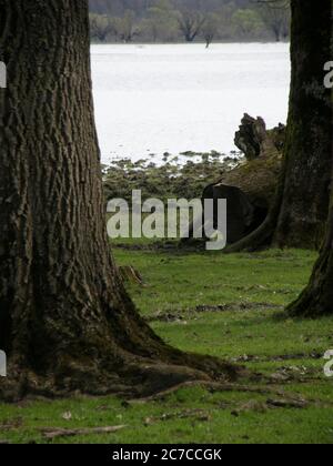 See im Wald, Lonjsko polje, Kroatien Stockfoto