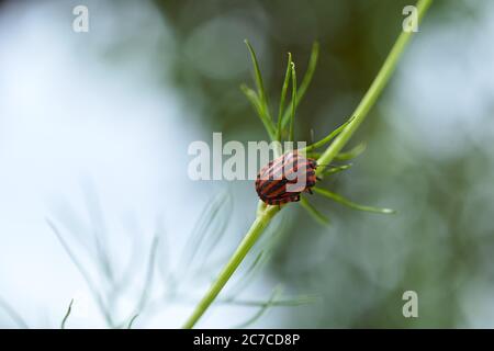 Rot gestreifte Bettwanzen auf einem grünen Zweig von Dill Graphiosoma italicum, rot und schwarz gestreifte Stinkwanzen, Pentatomidae. Stockfoto