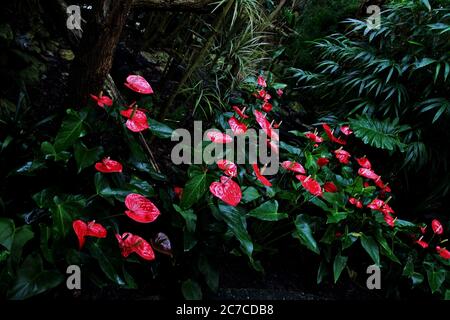 Horizontale Aufnahme von roten Calla-Blüten mit langen, weißen Staubgefäßen in einem friedlichen Wald Stockfoto