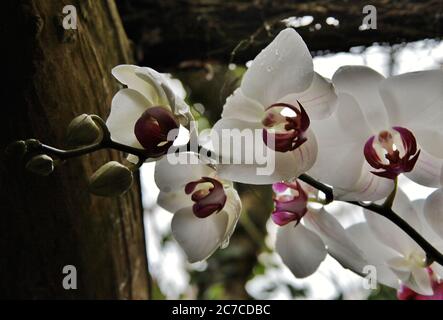 Nahaufnahme von weißen Blüten und mehreren ungeöffneten Knospen Stockfoto
