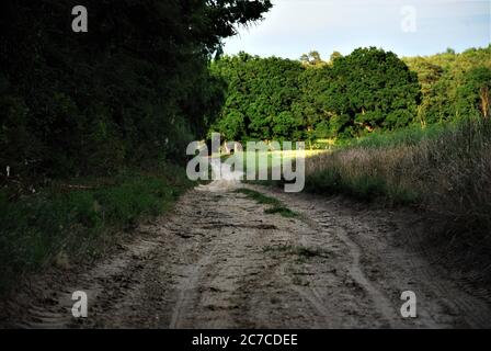 Ein sandiger Weg zwischen Wald und Feld Stockfoto