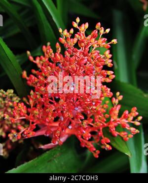 Nahaufnahme einer roten Pflanze mit kleinen roten Knospen Wächst mit grünen Blättern Stockfoto