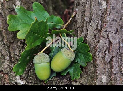 Nahaufnahme von zwei grünen Eicheln und grünen Blättern, die wachsen Auf einem Baum Stockfoto