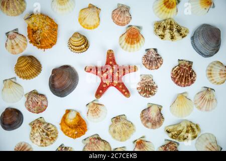 Zusammensetzung von exotischen Muscheln und Seesternen auf weißem Hintergrund. Fossilien in den Meerestiefen der Ozeane gefunden Stockfoto