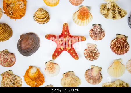 Zusammensetzung von exotischen Muscheln und Seesternen auf weißem Hintergrund. Fossilien in den Meerestiefen der Ozeane gefunden Stockfoto