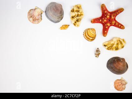 Komposition aus exotischen Muscheln und Seesternen auf weißem Hintergrund. Platz und Text kopieren Stockfoto