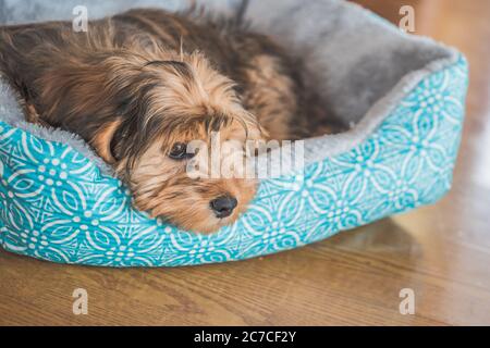 Nahaufnahme eines niedlichen liebenswert traurig aussehenden inländischen Shih-poo Typ Des Hundes in Innenräumen Stockfoto