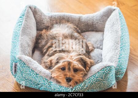 Nahaufnahme eines niedlichen liebenswert traurig aussehenden inländischen Shih-poo Typ Des Hundes in Innenräumen Stockfoto