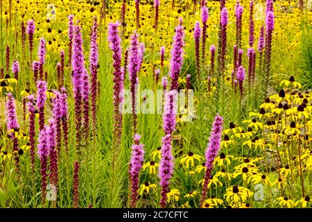 Lila gelb Juli Garten Blumen Liatris Danse Blazing Star Rudbeckia Fulgida Stockfoto