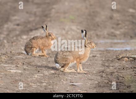 Hasen mit größerem Weibchen (Vordergrund) und kleinerem Männchen (Hintergrund) Stockfoto