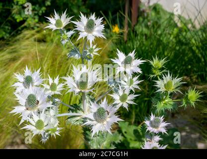 Die weißen Blüten der Agave-leaved Eryngo Pflanze im Garten Stockfoto