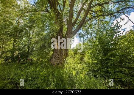 Schöne Aufnahme von einem Moor Baum umgeben von viel Grün an Tagsüber in Russland Stockfoto