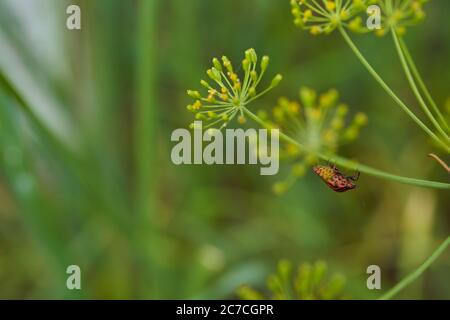 Rot gestreifte Bettwanzen auf einem grünen Zweig von Dill Graphiosoma italicum, rot und schwarz gestreifte Stinkwanzen, Pentatomidae. Stockfoto