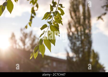 Die Blätter der Ulme auf einem verschwommenen Hintergrund mit den Strahlen der Sonne bei Sonnenuntergang Stockfoto