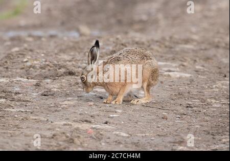 Hase schnuppert auf einem Farmweg in Haddockstones, Harrogate, North Yorkshire, den Boden Stockfoto