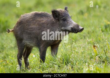 Wildschwein auf dem Feld in der Sommerzeit Natur stehen. Stockfoto