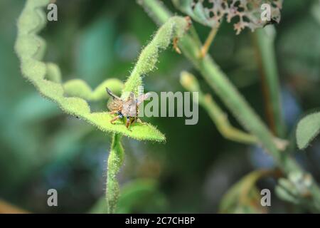 Brauner Baumhopper (Anchon nodicornis) auf einem grünen Blatt sitzend, Ishasha, Uganda, Afrika Stockfoto