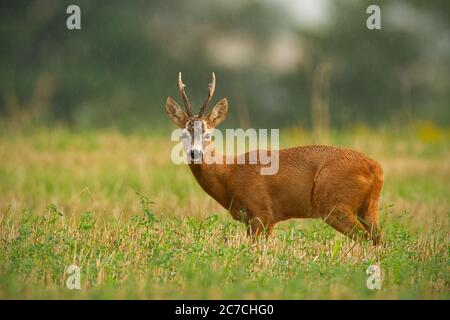 Reh-Rehbock steht auf dem Feld in regnerischen Sommertag. Stockfoto