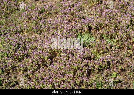 Violette Blumen Von Lamium Purpureum Im Sommerfeld Wiese Auf Verschwommenem Hintergrund Stockfoto