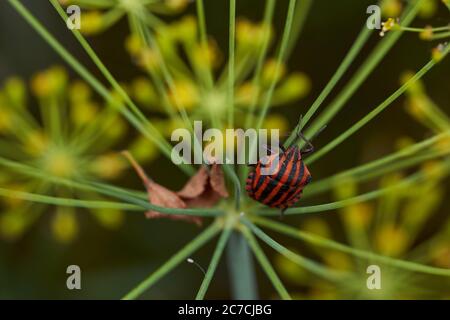 Rot gestreifte Bettwanzen auf einem grünen Zweig von Dill Graphiosoma italicum, rot und schwarz gestreifte Stinkwanzen, Pentatomidae. Stockfoto