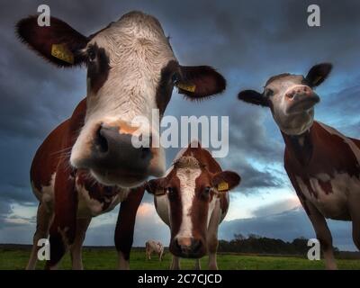 Low-Angle-Schuss von drei Kühen auf der Weide mit Der Hintergrund des bewölkten Himmels Stockfoto