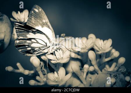 Braun-adernierte gelbe und weiße Schmetterlinge (Belenois aurota) sitzen auf wilden Blumen, Ishasha, Uganda, Afrika Stockfoto