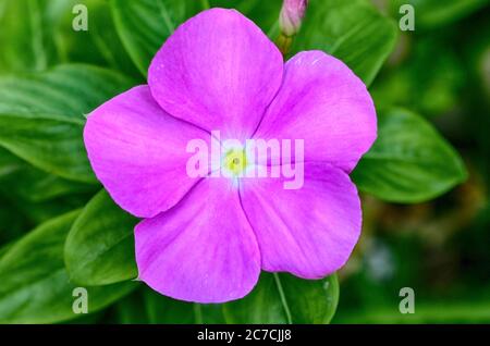 Catharanthus roseus, auch bekannt als Bright Eyes, Cape Periwinkle, Graveyard Plant, Madagascar Periwinkle, Old Maid, Pink Periwinkle und Rose Periwinkle Stockfoto