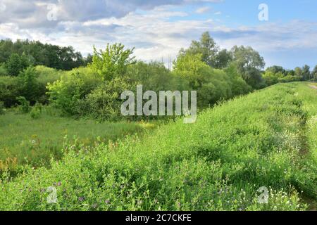 Bäume und Sträucher an einem sonnigen, aber bewölkten Nachmittag. Sommer. Stockfoto