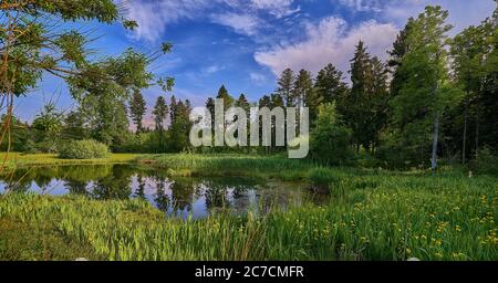 Breite Aufnahme eines Teiches in der Mitte eines Grasfeld umgeben von Bäumen unter einem blauen Himmel Stockfoto