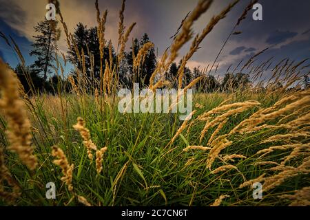 Nahaufnahme eines grasbewachsenen Feldes mit Bäumen und ein wolkiger Himmel im Hintergrund Stockfoto