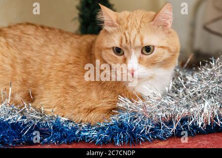 Die rothaarige Katze liegt unter dem Baum in der Weihnachtsdekoration Stockfoto