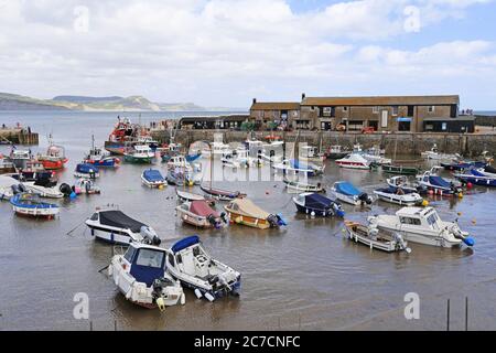 Hafen und Marine Aquarium, The Cobb, Lyme Regis, Dorset, England, Großbritannien, Großbritannien, Großbritannien, Europa Stockfoto