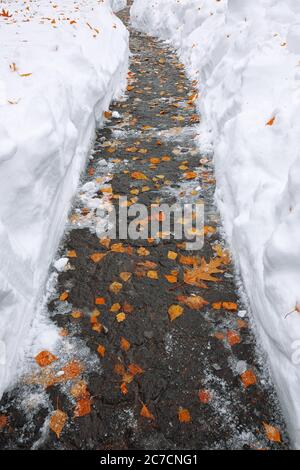 Gefallene orangefarbene Blätter, bedeckt mit Schnee, liegen auf dem Fußweg. Gelbes Blatt. Herbstblatt Herbst. Stockfoto