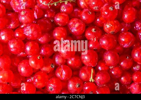 Hintergrund reife rote Johannisbeeren. Nahaufnahme. Draufsicht. Stockfoto
