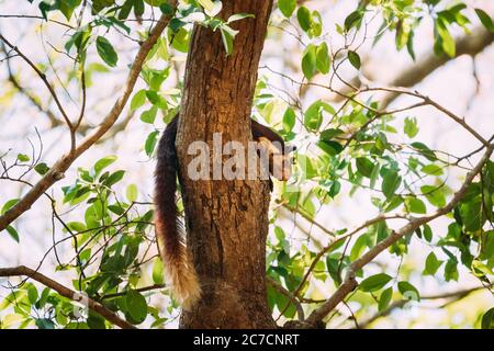 Goa, Indien. Indische Riesenhörnchen Oder Malabar Riesenhörnchen, Ratufa Indica Auf Baum Ruhend. Es ist EINE große Eichhörnchen-Art in der Gattung Ratufa Stockfoto