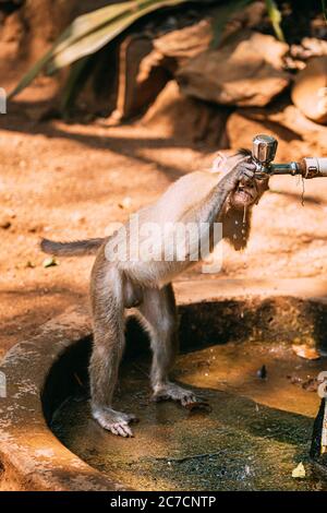 Goa, Indien. Behindertengerechte Zimmer, Haubenwasser aus einem Wasserhahn, Makaken. Macaca Radiata Oder Zati Stockfoto