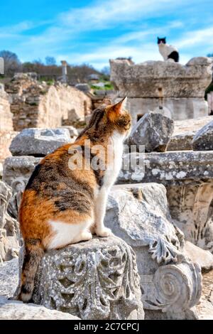 Katzen in den Ruinen von Ephesus, Selçuk, Provinz Izmir, Türkei Stockfoto