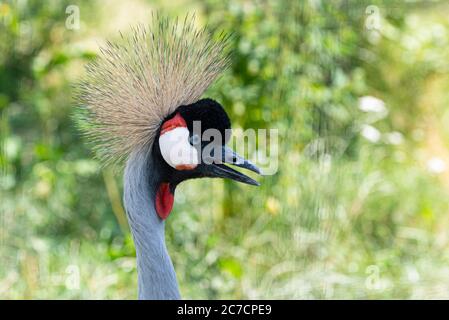 Kopf von gekrönten Kran oder Balearica regulorum in der Natur Stockfoto