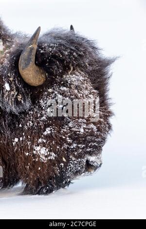 American Bison (Bison Bison) gefrorenes Portrait aus nächster Nähe, im Schnee stehend, Yellowstone National Park, Wyoming, USA Stockfoto