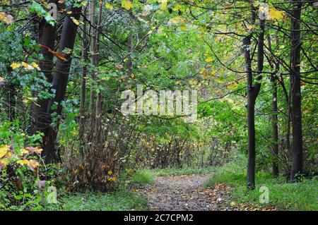 Weg durch Wald bei Blanford, Dorset, Herbst Stockfoto