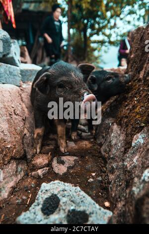 Vertikale selektive Nahaufnahme von schwarzen Ferkeln Stockfoto