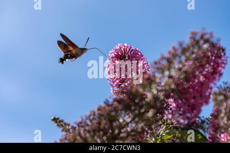 Kolibri-Falkenmotte sammelt Nektar eine rosa Buddleja Blume mit ihren langen Proboscis während sie schwebt. Isoliert auf einem blauen Himmel. Stockfoto