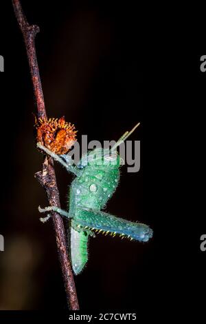 Grüne Grasshopper mit Wassertropfen bedeckt sitzen auf einer grünen Pflanze, Nosy Komba, Madagaskar Stockfoto