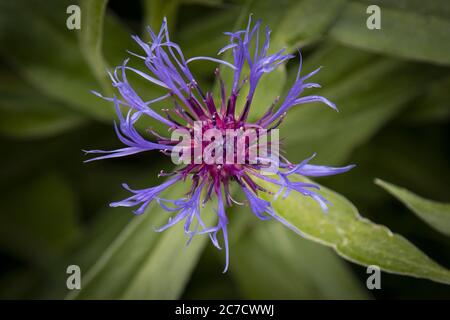 Selektive fokussierte Aufnahme einer violett blühenden Passionsblume mit Grün Blätter auf einem unscharfen Hintergrund Stockfoto