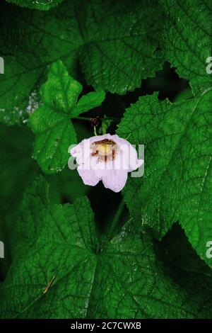 Vertikale selektive Nahaufnahme einer immergrünen Rosenblüte darunter Grüne Blätter Stockfoto