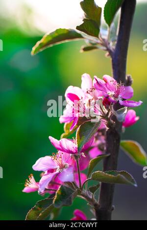 Frühling blühende wilde Äpfel im Garten. Die Bestäubung der Blüten von Äpfeln. In der Nähe von Veilchen Crabapple Blüten Stockfoto